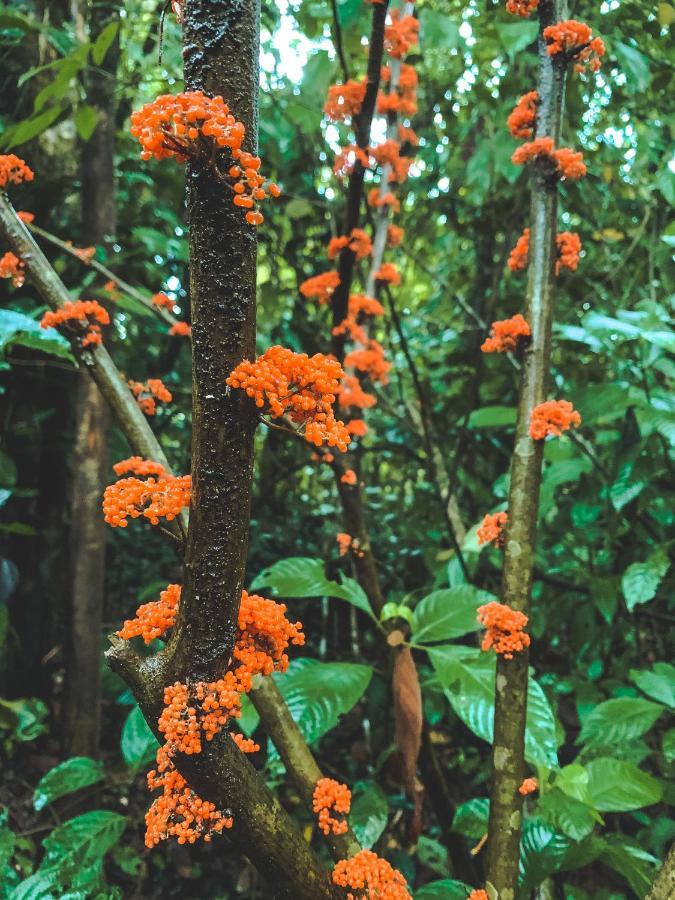Oski Lodge, Rain Forest Rincon De La Vieja Upala Dış mekan fotoğraf